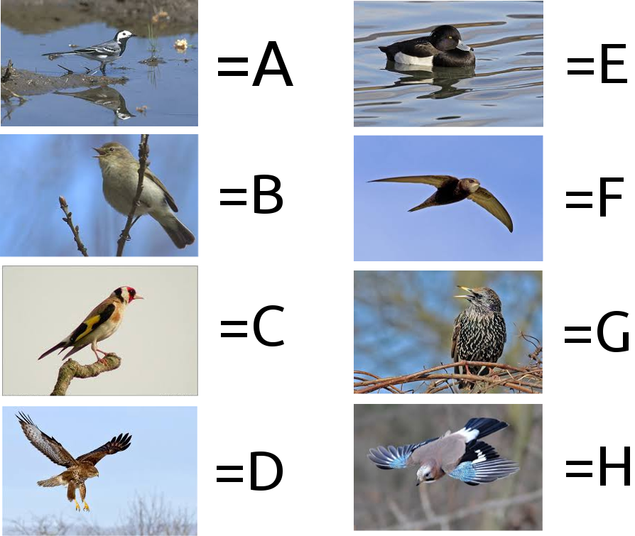 Das Bild mit den Vogelarten